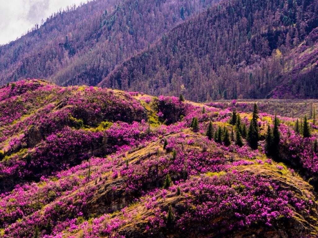 программа алтай цветение маральника